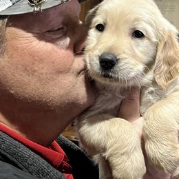 Golden Retriever Puppies from Graceful Goldens