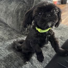 Pixie - Black and white female Shih Tzu puppy in Springfield, Missouri from Lopez Family Tails