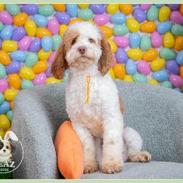 Reece - Red male Cockapoo puppy in Connersville, Indiana from Deaz Doodle Ranch