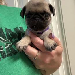 Lily - Fawn female Pug puppy in Ludowici, Georgia from Royal Destiny Kennels