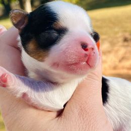 Biewer Terrier Puppies from Petit Bijou