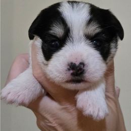 Cookie - Black and white female Companion Cross puppy in Deland, Florida from Isabelle's Puppy Patch