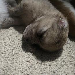 Lele - Black and brindle female Pomeranian puppy in Littleton, Colorado from Blaylock's Pomeranian Puppies