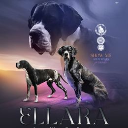 Ellara - Great Dane