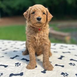Gimli - Red  male Goldendoodle puppy in Pittsburg, Texas from Grace Springs Goldendoodles