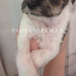 Miniature Schnauzer Puppies from Mississippi Mini Schnauzers