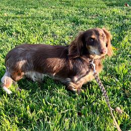 Trigger - Dachshund