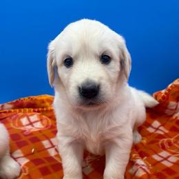 Girl 3 - Light golden female Golden Retriever puppy in Spanaway, Washington from 11 Oaks Kennels