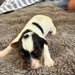 Rangoon - Parti female Yorkshire Terrier puppy in Mc Kinney, Texas from Dallas Parti Yorkies