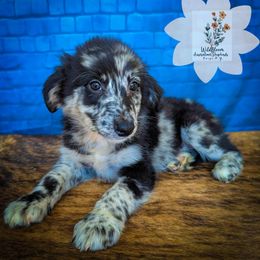 Fern - Blue merle male Australian Shepherd puppy in Owego, New York from WildBloom Australian Shepherds