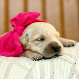 Miss Lavender - Light golden female Golden Retriever puppy in Midlothian, Texas from Brightest Days