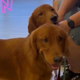CODI - Golden Retriever