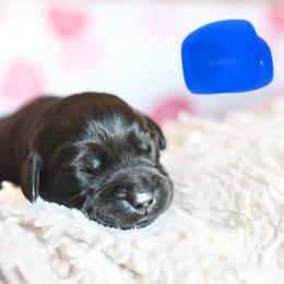 Male one - Black male Labrador Retriever puppy in Williamston, Sc, South Carolina from Dutton Dog Co & Dalla Grazia Doberman