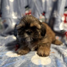 SALE. Red black mask - Red male Shih Tzu puppy in Sharon, Pennsylvania from Keystone Danes and Shih tzus