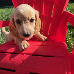 Eeyore - Cream male Dachshund puppy in Vancouver, Washington from Cascade Minis