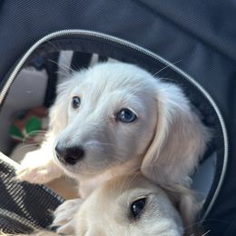 Dachshunds from Kindle & Burrow Dachshunds