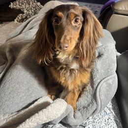 Vienna - Dachshund