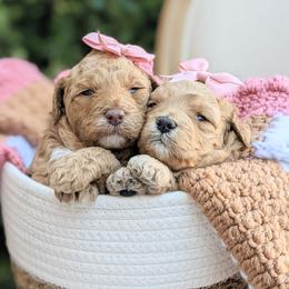 Aussiedoodle and Goldendoodle Puppies from Ever After Doodles Arizona