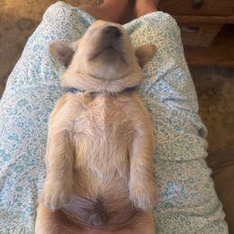 Golden Retriever Puppies from PSI LOVE YOU Goldens