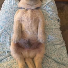 Golden Retriever Puppies from PSI LOVE YOU Goldens