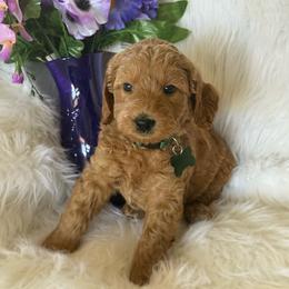 Green collar Linus - Apricot male Goldendoodle puppy in Fontana, California from Grammy's Puppy Love doodles and poodles