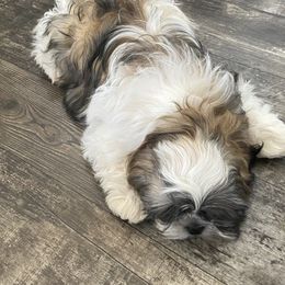Shih Tzu Puppies from Willow Lane Shih Tzus