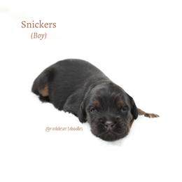 Snickers - Black male Australian Labradoodle puppy in Hurricane, Utah from Red Desert Doodles