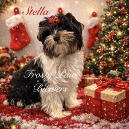 Stella - Black tan and white female Biewer Terrier puppy in Palmer, Alaska from Frosty Paw Biewers and Yorkshires