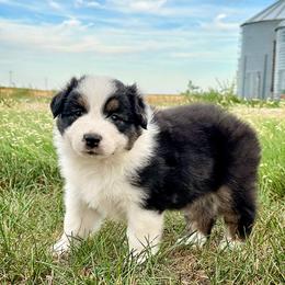Leah - Black tri-color female Australian Shepherd puppy in Wauneta, Nebraska from 4H Aussies