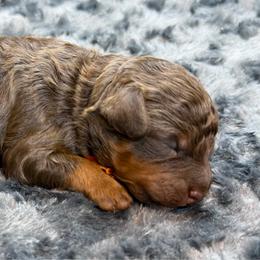 Truffle - Brown female Poodle puppy in Arlington, Washington from Golden Vista Dogs LLC