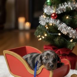 Blue collar - Blue merle female Aussiedoodle puppy in Fairmount, Georgia from Muscadine Meadows Farm