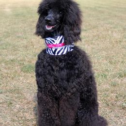 Poodle Puppies from Vintage Poodles