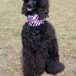 Poodle Puppies from Vintage Poodles