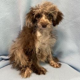 Cali - Cafe au lait female Poodle puppy in Bell, Florida from BellCrist Little bits