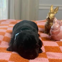 Indy - Black female Labrador Retriever puppy in Greensburg, Kentucky from Paws Farm Retrievers