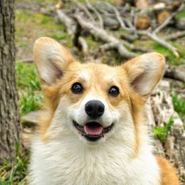 Peaches - Pembroke Welsh Corgi