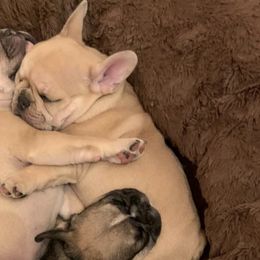 French Bulldogs from Manti Mountain Farm