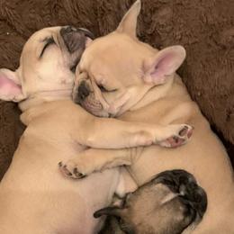 French Bulldogs from Manti Mountain Farm