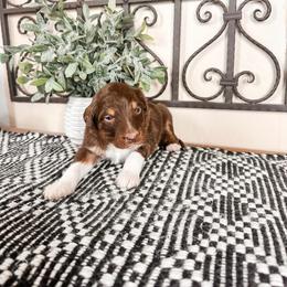 Mercury - Brown and white male Aussiedoodle puppy in Beaver, Utah from Rocky Ridge Ranch