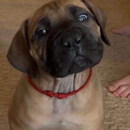 Red collar female - Fawn female Boerboel puppy in Bon Aqua, Tennessee from Erickson Ranch Boerboels