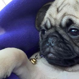 French Bulldogs and Pugs from House of Pugs and French BullDogs