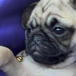 French Bulldogs and Pugs from House of Pugs and French BullDogs