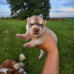 Male 1 - Gray and white male Siberian Husky puppy in Bingham, Illinois from Siberian Instincts Kennel