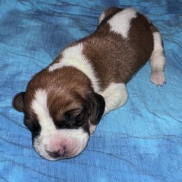Steve - Mahogany and white male Basset Hound puppy in Inman, Nebraska from Sandhill Hounds of Nebraska