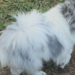 Gracie Marie E - Pomeranian