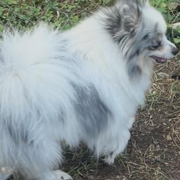 Gracie Marie E - Pomeranian