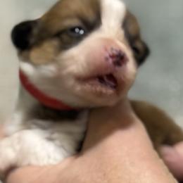 Red Collar boy - Red male Pembroke Welsh Corgi puppy in Hayes, Virginia from Gainesfield Labradors and Pembroke Welsh Corgis