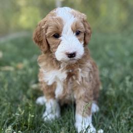 Heart - Red  female Goldendoodle puppy in Clinton, Utah from Golden Law Kennels