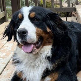 Bernese Mountain Dogs and Golden Retrievers from Raven Rock Puppies