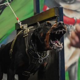 Cisco - Doberman Pinscher